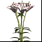 ����� ����� 5